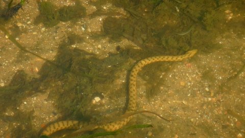 Dice Snake (Natrix tessellata) wriggles slowly along the bottom among aquatic plants, view across the rippling water surface.