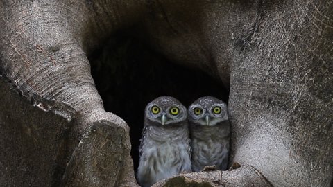 Spotted owlet (Athene brama) is a small owl which breeds in tropical Asia, pair living in the tree hole in nature