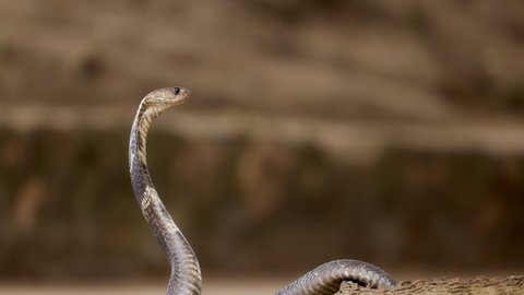 Indian spectacled Cobra Snake venomous with its hood - lat. Naja naja. Snake charmer and cobra in a basket. Wild Life, Asian snakes. Slow motion 120 fps video, ProRes 422, 10 bit