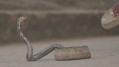 Indian spectacled Cobra Snake venomous with its hood - lat. Naja naja. Snake charmer and cobra in a basket. Wild Life, Asian snakes. Slow motion 120 fps video, ProRes 422, 10 bit, ungraded C-LOG