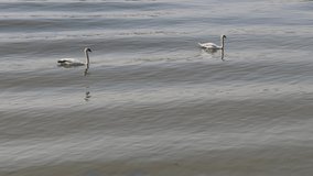 Two White Swans Birds Swimming in Murky Waters of Danube River