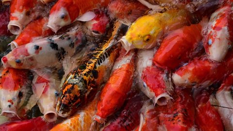 Koi fish or carp fish swimming in pond. It golden red orange black and yellow of body koi fish. fish swimming in the pond. It more colorful varieties in outdoor pool.