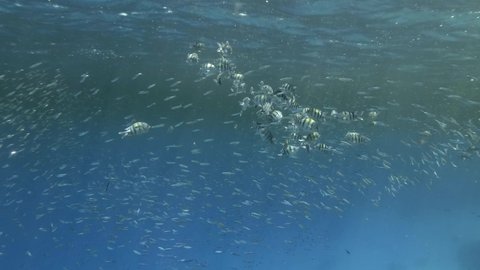 Visually distinguishable plankton-rich water layer (rarely seen phenomenon). Tropical fishes of various species eats in the surface water rich in plankton.