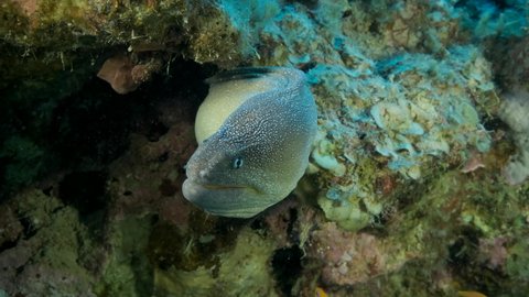 Moray peeks out of its hiding place. Yellow-mouthed Moray Eel (Gymnothorax nudivomer), 4K-60fps