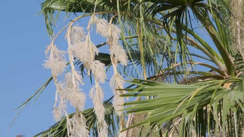 Close-up of blooming date palm on blue sky background. Date palm flowers and leaves in the wind. Camera moves upwards (4K-60fps)