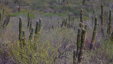 Cactus Landscape in Baja California, Mexico. Aerial View