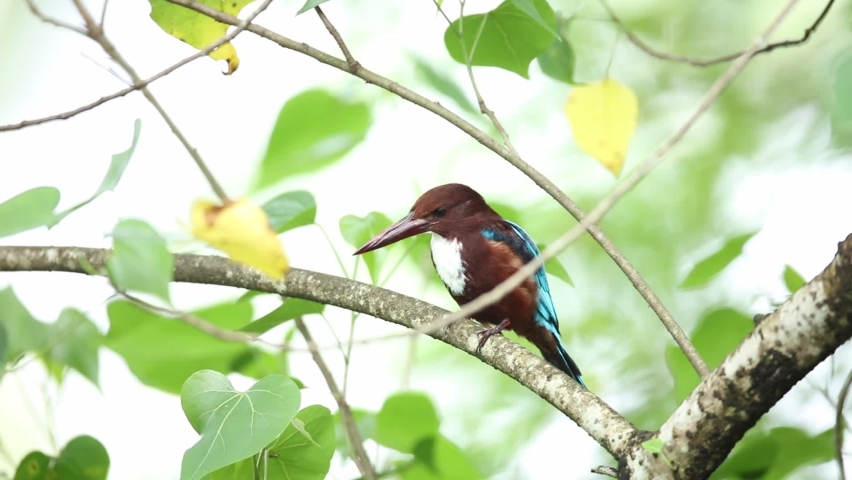 Kingfisher resting on a branch.