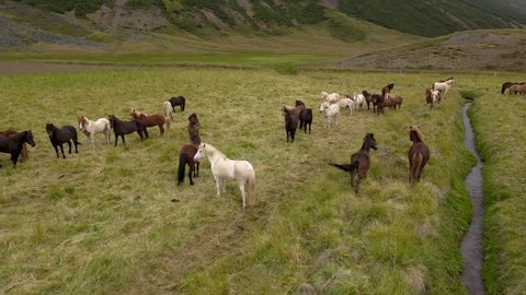 Aerial Cinematic footage of the magnificent Icelandic Horses - wild stallions	