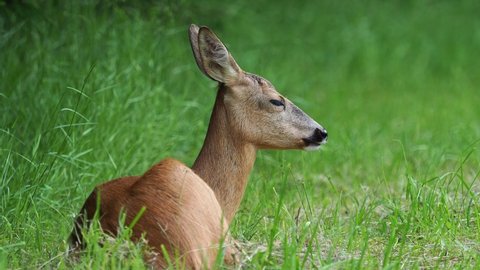 Roe deer in grass, Capreolus capreolus. Animal in the wild.