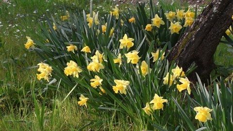 Beautiful yellow daffodils in a garden. Yellow daffodils bloom in the garden or park. Concept of spring season arrival with sun and warm days. April Easter flowers sway in the wind.