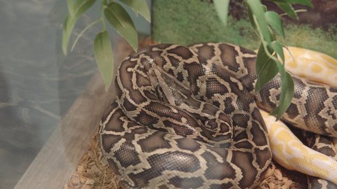 Close-up of a Python molurus also known as Indian rock python, black-tailed python, asian rock python. 4k footage.