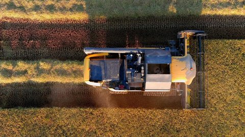 Top down view of Harvester machines working in wheat field . Combine agriculture machine harvesting golden ripe wheat field.