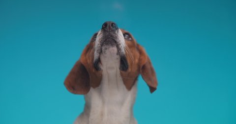 lovely beagle dog in slow motion looking up and licking transparent plexiglass in front of blue background in studio