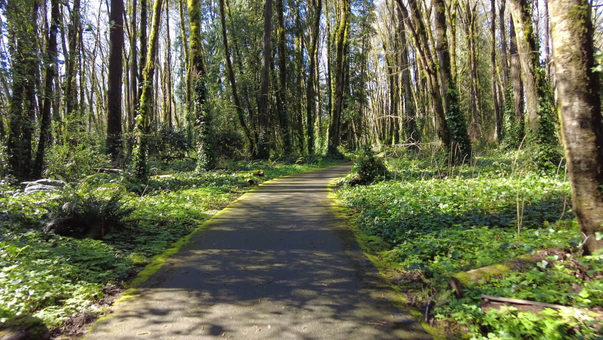A paved bike trail meanders through a temperate rainforest not far from Portland, Oregon. A wide variety of flora and fauna are supported in this unique type of lush, Pacific Northwest forest.