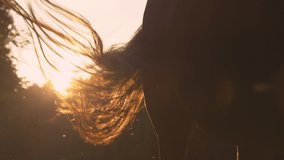 SLOW MOTION, CLOSE UP, LENS FLARE, DOF: Horse's long tail sways left and right to get rid of pesky flies while grazing in the golden summer evening sunlight. Close up shot of a horse's rear at sunset. - Powered by Shutterstock - Get 15% off with code: PIKWIZARD15
