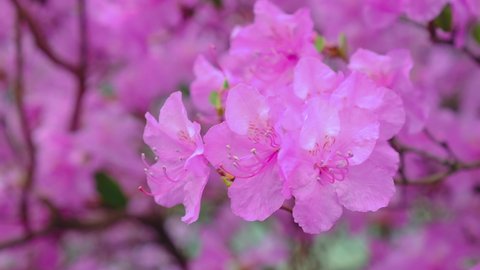 Closeup of blooming rhododendron branch with bright pink flowers. Macro view of swaying in wind pink azalea. Bloom bush in city park. Floral bokeh background. Freshness of spring wind in flower garden