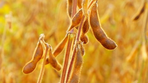 Soybean.Pods of ripe soybeans in the rays of the sun in field.field of ripe soybeans. High quality 4k footage