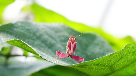 Orchid Mantis Camouflage. The praying mantis on leaf.