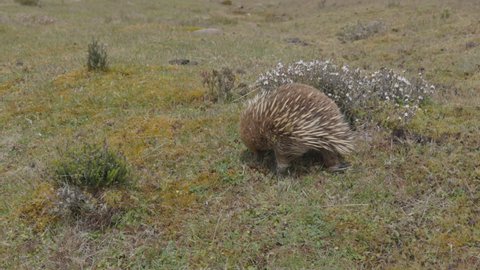 slow motion side view clip of a short-beaked echidna foraging at cradle mountain national park in tasmania, australia