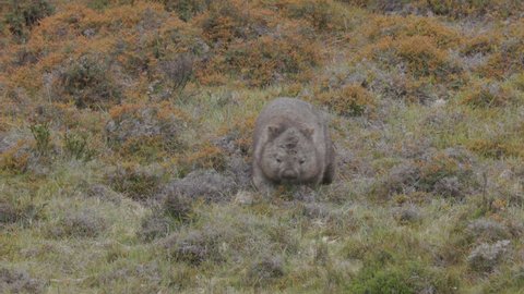 a front on shot of a common wombat grazing grass at ronny creek on a rainy day at cradle mountain national park in tasmania, australia