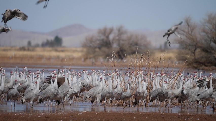 Slow motion shot of flock of birds flying and standing in water with panning shot. Bird flock flies over hundreds of other birds wading in winter wetlands.