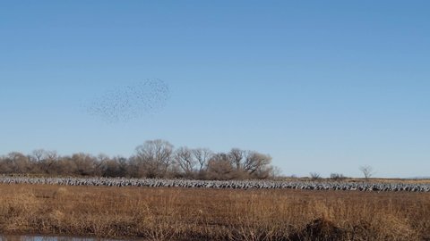 Sandhill Cranes takeoff from pond. Sandhill crane flock walking around in cornfield.