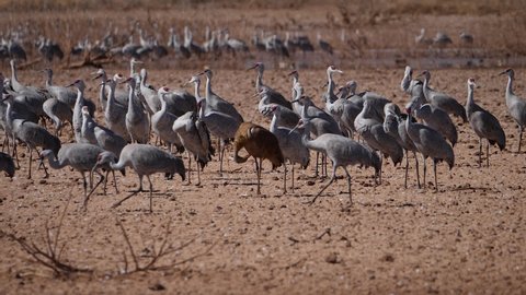 View of a flock of sandhill cranes on field on a bright sunny day. Migratory birds foraging for food beside a watering hole at daytime.