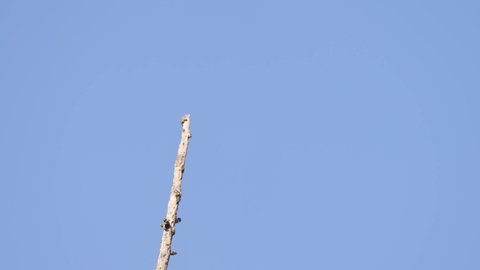 Lonely shiny cowbird, molothrus bonariensis spotted perching up high on a dry snag, spread its wings and fly away, left with a swinging stick against blue sky at pantanal brazil on a sunny day.