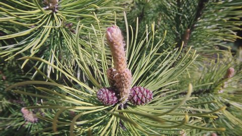 Closeup of pinus contorta pine male cones, handheld dolly out, day