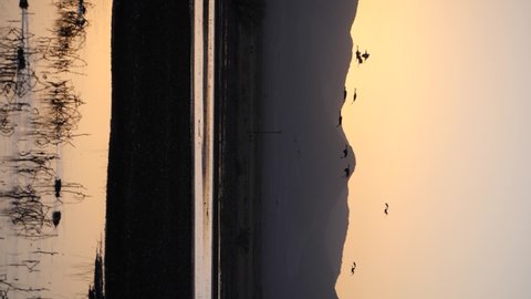 Sunset Flyout of Ducks, Snow Geese and Sandhill Cranes. Sandhill Roosting Sunset - Sandhill cranes arrive at the ponds and roost for the night just as the sun is setting