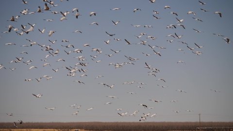 Slow motion of flock of ducks landing behind flock of sandhill cranes light by the light of the setting sun