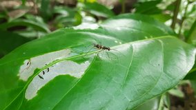 Long-legged fly walking on leaves