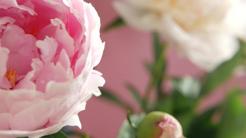 Peony flowers spring bloom, light pink floral blossom of paeony bud close up. Springtime botanical background. Fresh tender delicate petals, spring flora. Pastel color paeonia inflorescence. Bouquet.