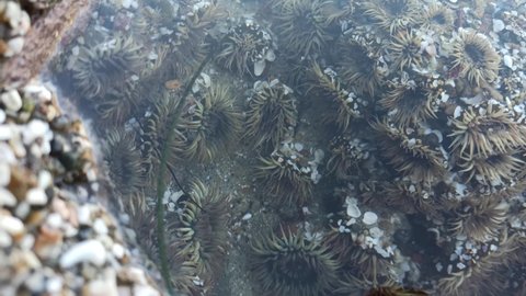 Sea anemone tentacles, tide pool water, anemones mouth macro. Tidepool wildlife, aquatic marine organism. Exotic actiniaria polyp animal underwater. Littoral intertidal zone fauna, California low tide