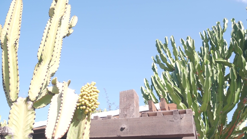 Mexican rural homestead garden and blue sky. Succulent plants in provincial village, countryside rustic ranch. Country house in California, Texas or Mexico in greenery, tall cacti or big cactus.