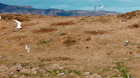 Arctic Tern kria flying and swarming in sunny day in Iceland. Migration of Icelandic birds. Bird swarm. High quality 4k slow motion footage. Beautiful landscape, Nordic seabird spread wings