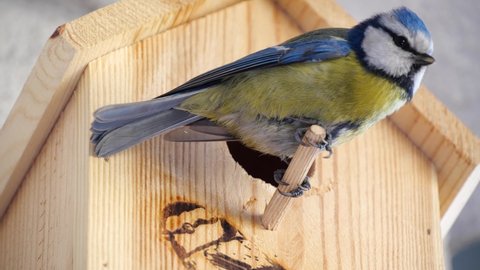 Blue tit builds a nest in the nest box. Couple of Eurasian blue tit preparing for brood, builds a nest of moss, close up view.