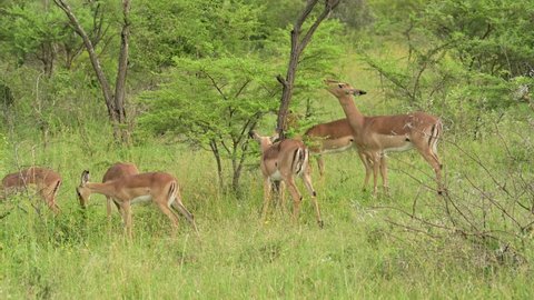 Impalas in the nature reserve Hluhluwe National Park South Africa