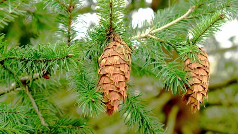 Douglas fir cone on green branch of evergreen tree. Oregon Pine