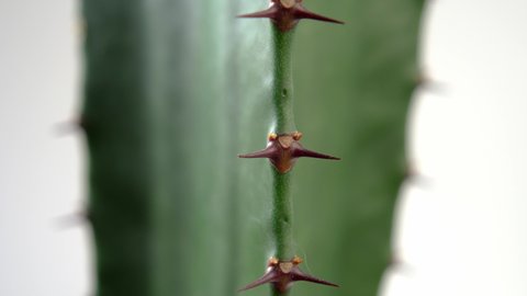 Cactus needles with thorns on a white background. Sharp spike close up. Macro. Rotation. Spurge home plant. Euphorbia