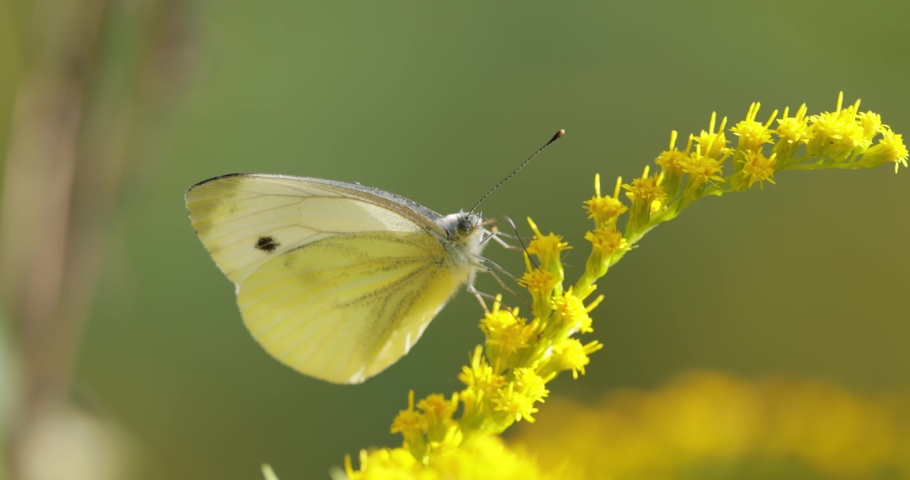 Pieris brassicae, the large white butterfly, also called cabbage butterfly. Large white is common throughout Europe, north Africa and Asia often in agricultural areas, meadows and parkland.