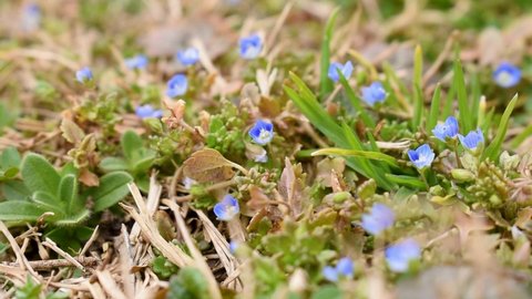 Small wild blue flower in garden Germander Speedwell or Veronica chamaedrys during spring day