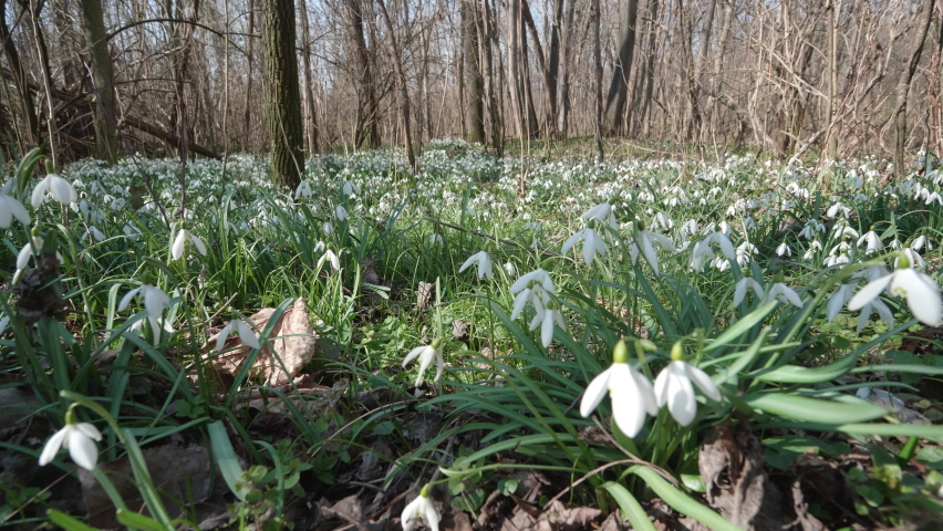 spring time establishing shot, close up of white snowdrop flowers in the woods in the sunlight, slow sliding shot from left to right, foreground slightly out of focus, with sound of singing birds Royalty-Free Stock Footage #1088699851