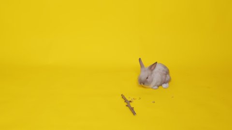 A beige rabbit jumps on a yellow background. Pets. Easter