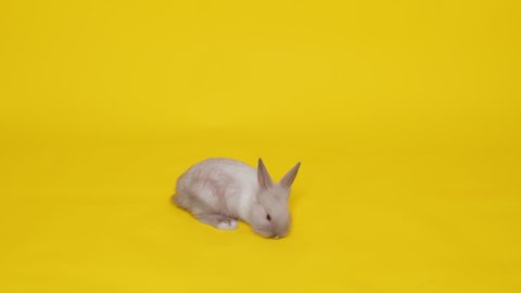 A beige rabbit jumps on a yellow background. Pets. Easter