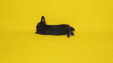 A black rabbit lies on a yellow background. Pets. Easter