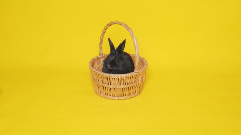 A black rabbit is sitting in a corina on a yellow background. Pets