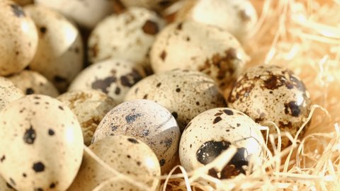 Close-up of quail eggs a rotating . Bright colorful quail eggs. Macro. Selective focus. quail eggs in a hay nest. organic farm eggs.