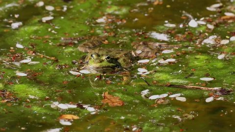 Common frog, Rana temporaria, single reptile croaking in water, also known as the European common frog or European grass frog is a semi-aquatic amphibian of the family Ranidae 