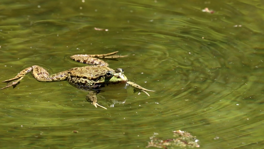 Common frog, Rana temporaria, single reptile croaking in water, also known as the European common frog or European grass frog is a semi-aquatic amphibian of the family Ranidae  Royalty-Free Stock Footage #1088704739